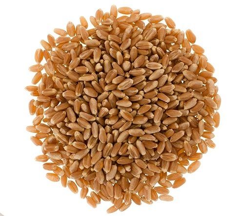 100% Desiccant Free Hard Red Spring Wheat Berries Family Farmed In Washington State Broken (%): 3%