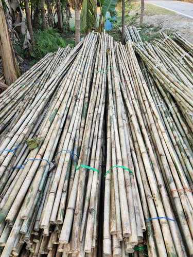 12 Feet Long Treated Bamboo Sticks