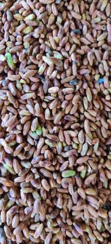 Neem Seed 