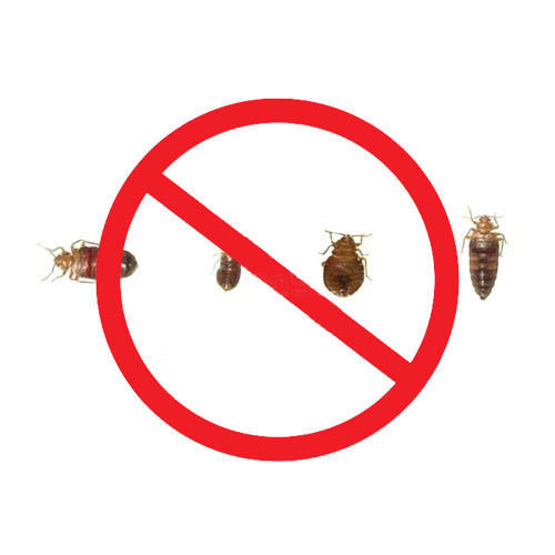 Bed Bug Pest Control Services