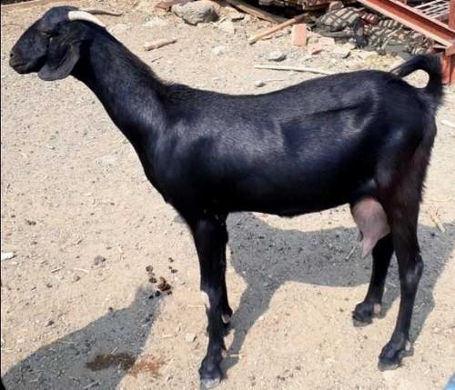 Black Medium Size Long Leg And Neck Indian Breed Live Goat With High ...