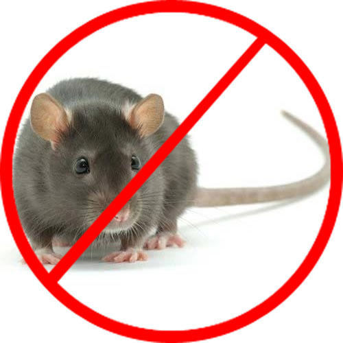 Rodent Pest Control Services