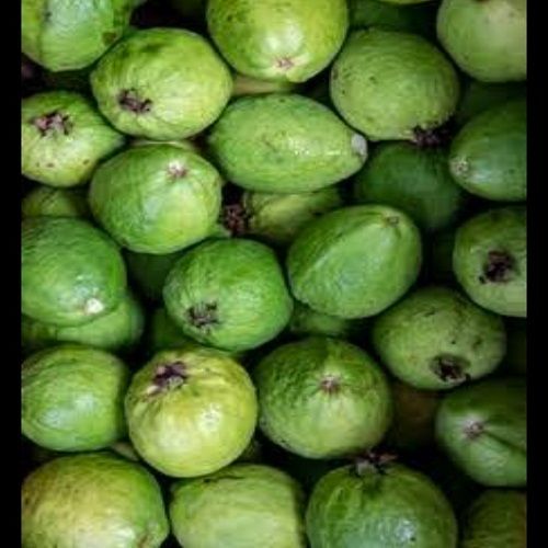 100% Organic Farm Fresh And Nutritious Guava, Rich In Vitamin C