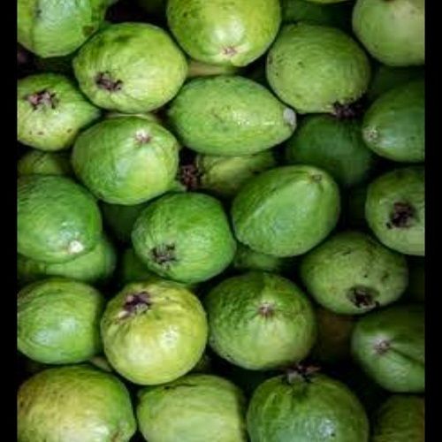 Green 100% Organic Farm Fresh And Nutritious Guava, Rich In Vitamin C