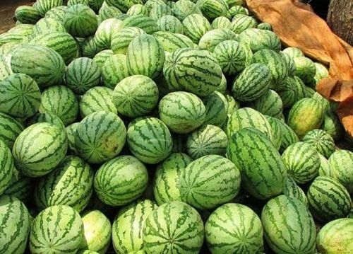 100% Pure Organic Farm Fresh Sweet And Nutrient Rich Watermelon