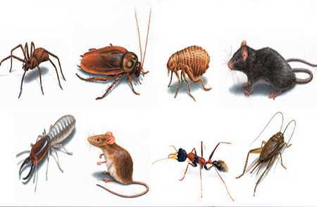 Red Agriculture Pest Control Service