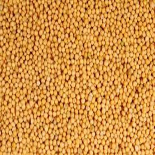 Purity 99 Percent Healthy Natural Rich Fine Taste Chemical Free Yellow Mustard Seeds