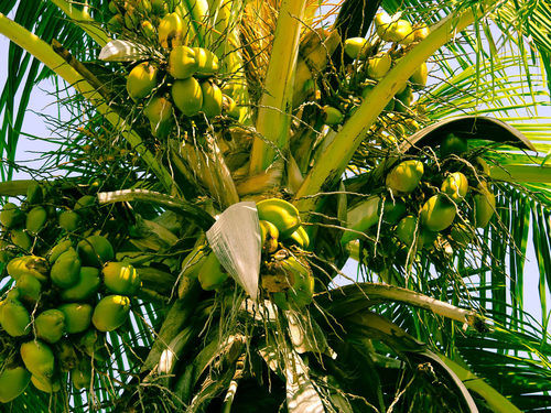 Rich Taste Natural Fresh Green Tender Coconut