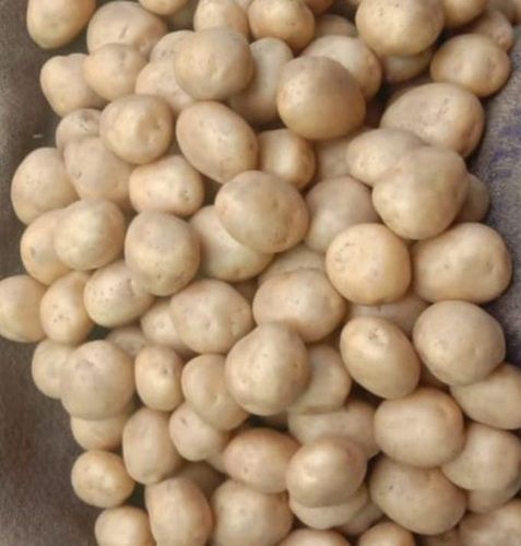 Fresh Organic Round Potatoes Used In Cooking(chips And Sabji)