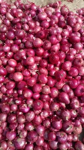 High Nutritional Value Natural Taste No Artificial Color Fresh Red Onions