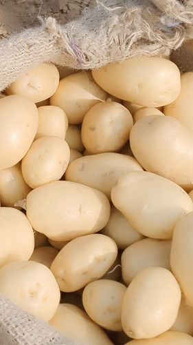 Natural Fresh Potato Gives You Healthy Skin And Body