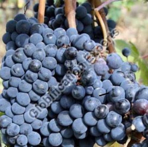 Organic 100% Maturity Fresh Black Grapes For Making Custards, Making Juice, Making Syrups