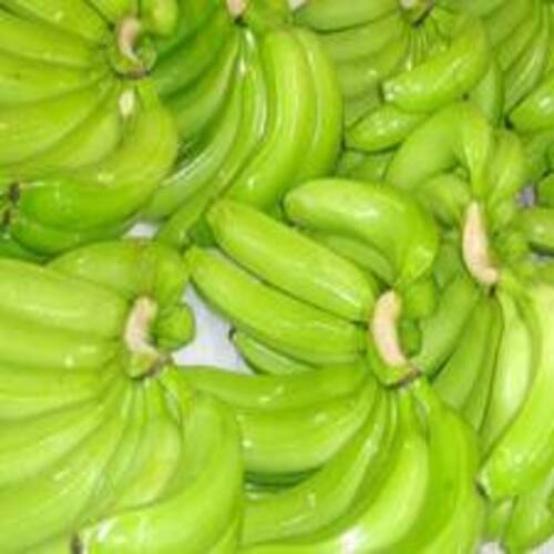 Absolutely Delicious Rich Natural Taste Chemical Free Healthy Green Fresh Banana