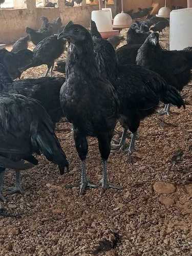 Disease Free Black And Red Colour Hen
