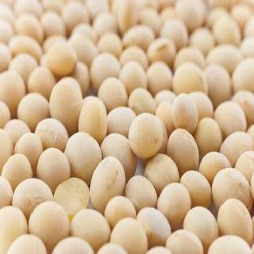 Long Shelf Life Healthy Natural Rich Fine Taste Dried Soybean Seeds Imperfect Ratio (%): 2%