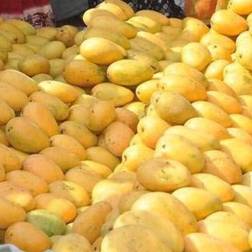 No Artificial Color Sweet Delicious Rich Natural Taste Healthy Yellow Fresh Mango