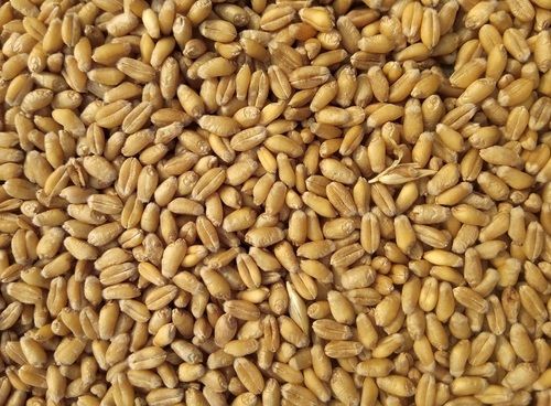 Wheat Grain