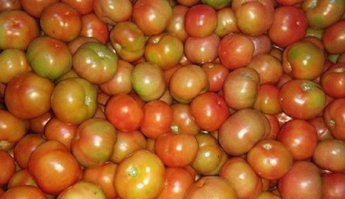 100% Natural and Fresh Round Shape Red Country Tomatoes