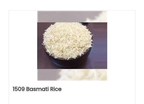  100% प्राकृतिक और ऑर्गेनिक, प्रोटीन से भरपूर 1509 बासमती चावल 