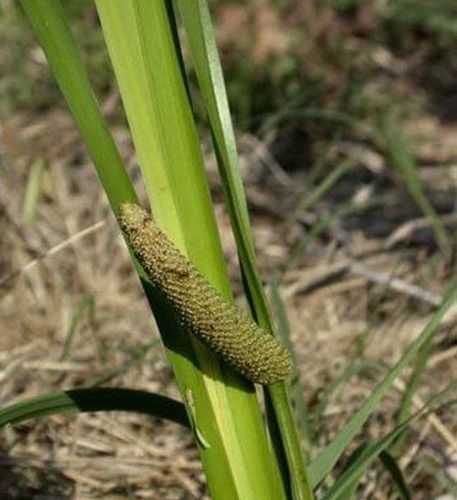 100% Pure Yellowish Brown Calamus/Sweet Flag Steam Distilled Essential Oil Age Group: Adults