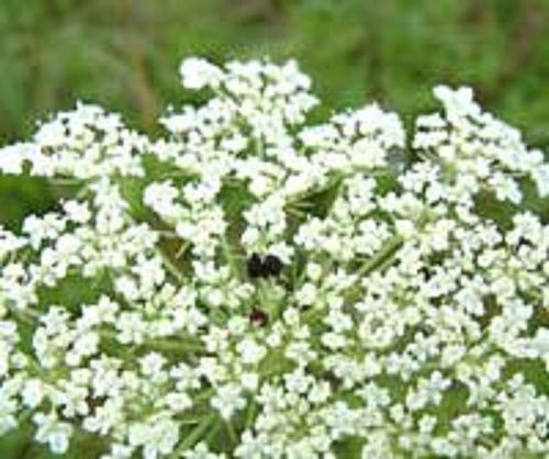 Carrot Seed Steam Distilled Essential Oil For Perfumery, Cosmetic And Pharmaceutical Age Group: Adults