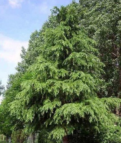 Cedarwood Steam Distilled Essential Oil For Flavor, Insecticide And Perfumery