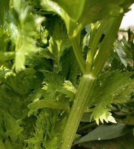 Celery Seed Steam Distilled Essential Oil For Flavor, Aromatherapy, Pharmaceutical Age Group: Adults