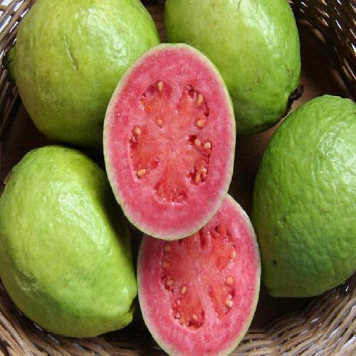 Fine Sweet Delicious Rich Natural Taste Healthy Green Fresh Guava