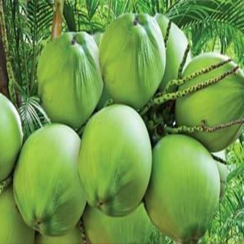 Free From Impurities Natural Rich Taste Healthy Green Organic Tender Coconut
