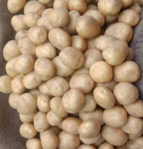 Natural Taste No Artificial Color Rich Aroma Medium Size Brown Fresh Organic Potatoes