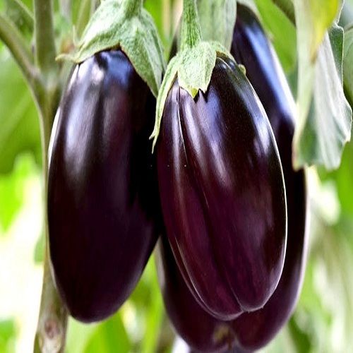 100% Natural And Organic Brinjal Seeds F1 Hybrid Pack Shelf Life: 6 Months