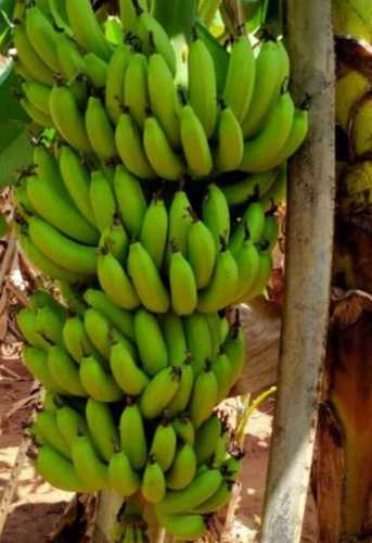 Farm Fresh Whole Green Banana Fruit For Human Consumption