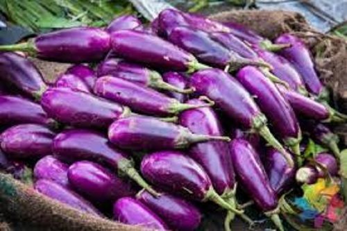 Fresh And Good For Nutritious Long Size Dark Purple Colour Brinjal For Human Consumption 