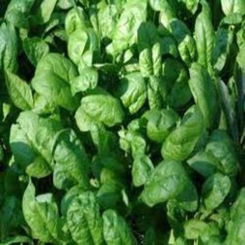 Healthy Natural Rich Taste Chemical Free Green Organic Fresh Spinach Leaves