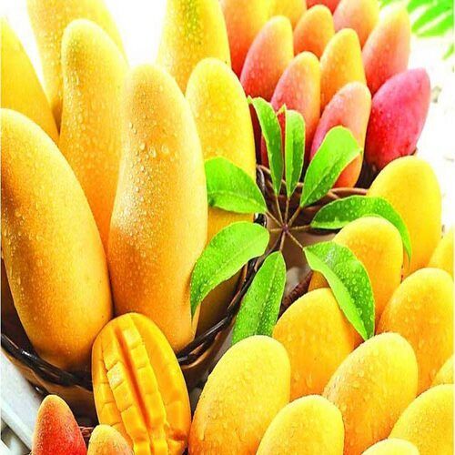 No Artificial Color Sweet Delicious Rich Natural Taste Healthy Organic Yellow Fresh Mango Origin: India