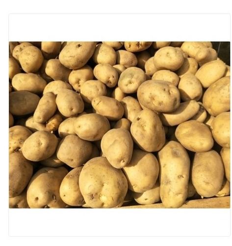 Rich In Potassium And Vitamin C High Nutritional Value A Grade Fresh Potato