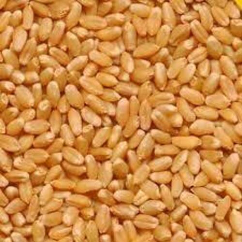 Rich Natural Delicious Fine Taste Healthy Dried Brown Wheat Grains