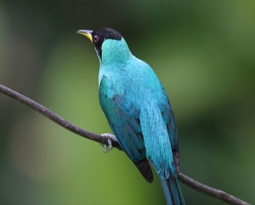 Beautifully Design With Brilliant Art Light Blue Global Azul Exotic Birds With Classic Style Gender: Both