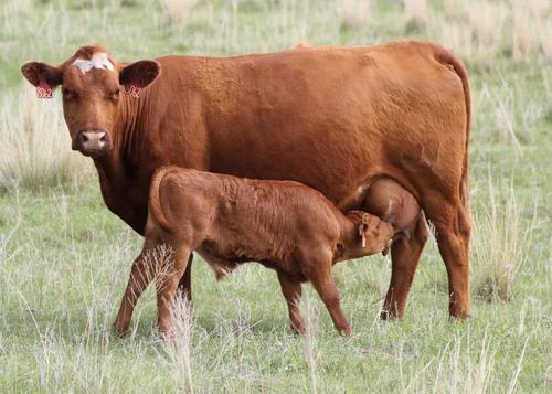 Dairy Cow.