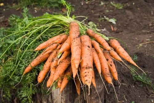 Medium Delicious Taste Fresh And Natural Carrot For Food, Juice, Pickle, Snacks