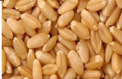 Free from Impurities and Harmful Pesticides, Indian Sharbati Wheat Grain