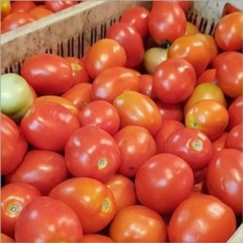 Fresh And Natural Red Colour Apple Size Ripen Tomato