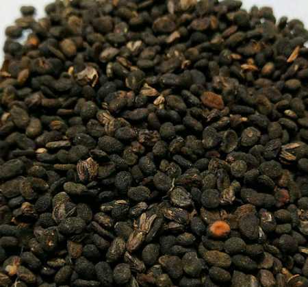 Black Natural Dried Babchi Bakuchi Psoralea Corylifolia For Indian And Chinese Traditional Medicine