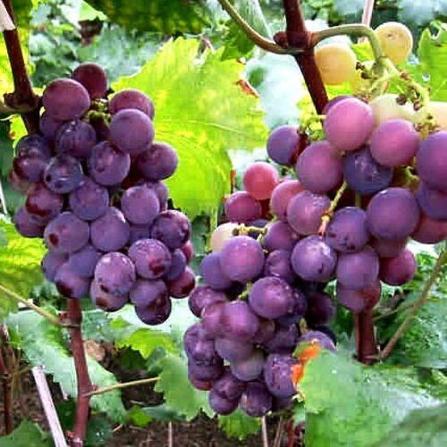 No Artificial Color Rich Sweet Delicious Taste Fresh Black Grapes