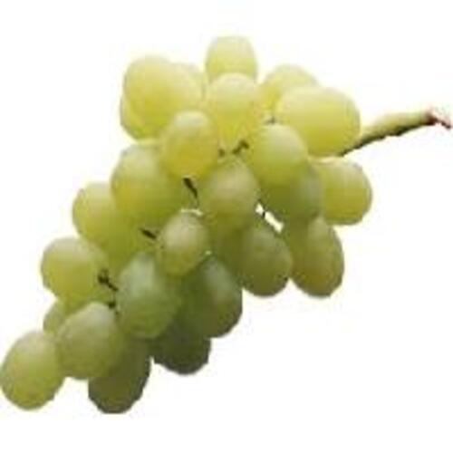 Sweet Delicious Rich Fine Taste Green Fresh Thompson Seedless Grapes