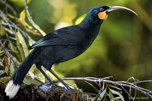 Unique Design Tropical Bobble Black Hula Exotic Bird Which Enjoy The Sights