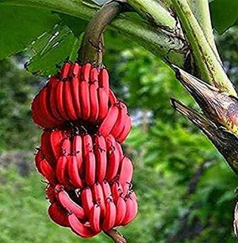 Healthy And Nutritious With Good Taste Natural Resh Red Banana For Cooking