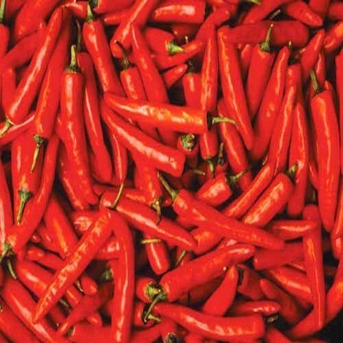 Hot Spicy Natural Taste No Artificial Color Organic Fresh Red Chilli