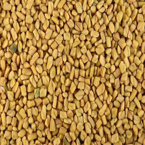 No Artificial Color Chemical Free Natural Rich Taste Dried Fenugreek Seeds