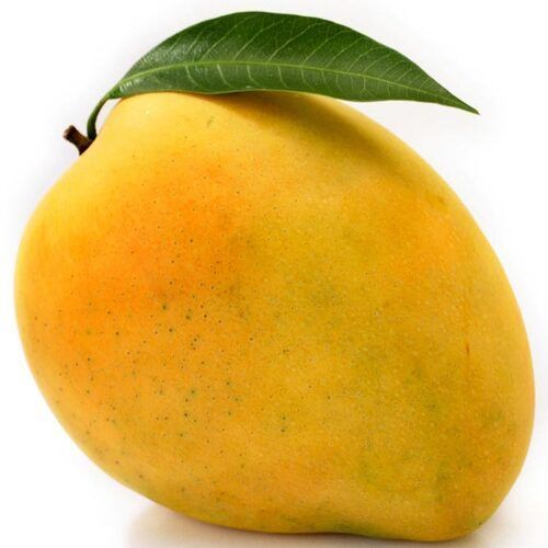 No Artificial Color Sweet Delicious Rich Natural Taste Healthy Organic Yellow Fresh Mango
